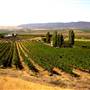 Tapteil Vinyard Winery