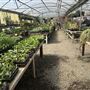 Hobart Farms Nursery