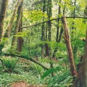 McCollum County Park - GEO