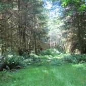 Hoh River Rainforest Nature Conservatory