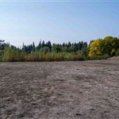 SHORELINE - PNW CONIFER ARBORETUM & RONALD BOG PARK