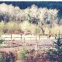 Mitchell Property