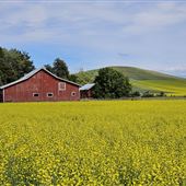 Palouse Landscapes