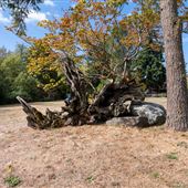 SHORELINE - BRUGGERS BOG PARK