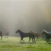 K-Diamond-K Guest Ranch