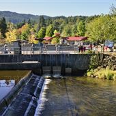 Issaquah Salmon Hatchery