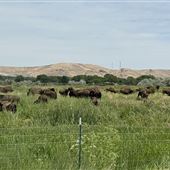 Buffalo Herd