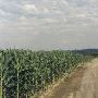Biringer Farm