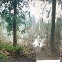 Auburn Wetland