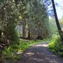 Lawson Private Forest