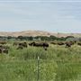 Buffalo Herd