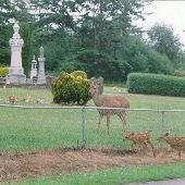 Port Townsend Cemetery