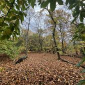 Lazy Squirrel Nut Farm