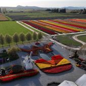 Tulip Fields