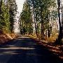 Cougar Mountain Road