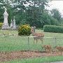 Port Townsend Cemetery