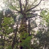 Fall City Forest - GEO