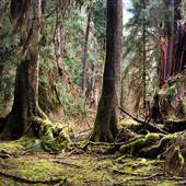 Forest Service Road 29 - Forks