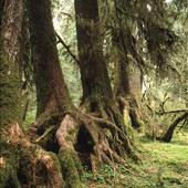 Olympic Peninsula Rainforest
