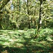 Olympic Peninsula Rainforest