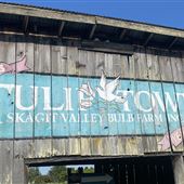 Tulip Town