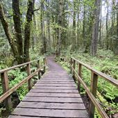 Grand Forest - Bainbridge Island