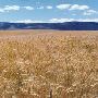 Ellensburg Wheat Farm