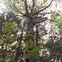 Fall City Forest - GEO