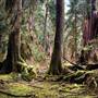 Forest Service Road 29 - Forks