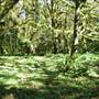 Olympic Peninsula Rainforest