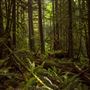 Cedar + Fern