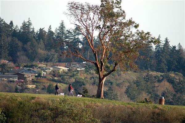 City of Shoreline - Bluff Trail (8/7/2012)