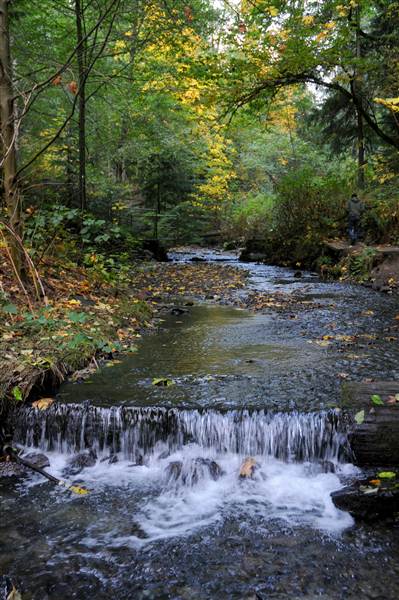 City of Shoreline - Boeing Creek (8/7/2012)
