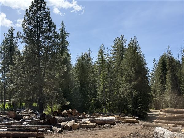 Webley Lumber