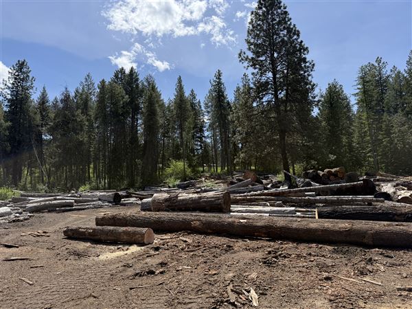 Webley Lumber