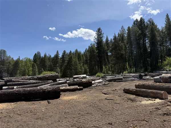 Webley Lumber